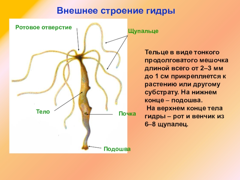 Как зайти на блэкспрут сегодня